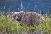 Grizzly Bears at Clark's Lake National Park